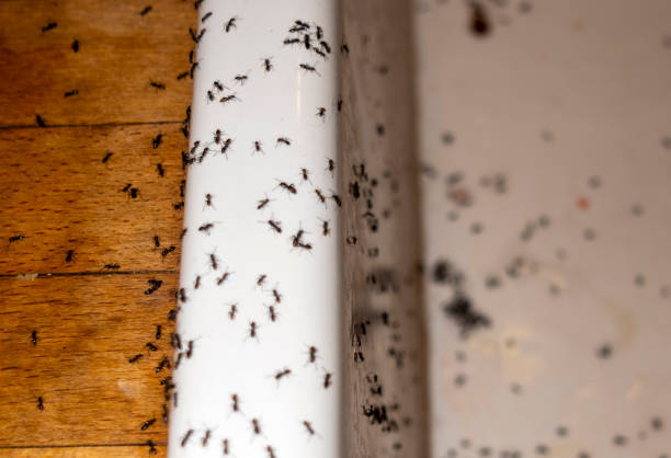 Best Affordable Pest Control Services  in Smyrna, GA