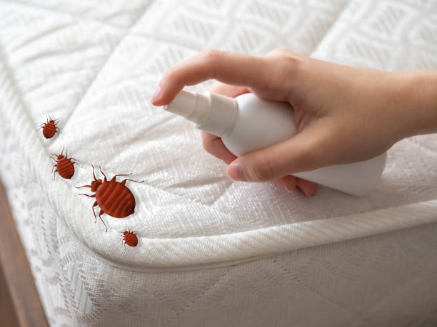 Best Spider Control Near Me  in Smyrna, GA